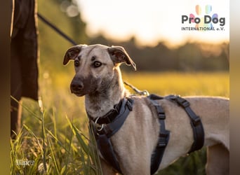 Romy, eine Traumhündin