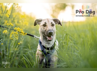 Romy, eine Traumhündin