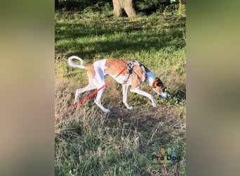 Traumhund Dante sucht neues Zuhause
