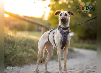 Romy, eine Traumhündin