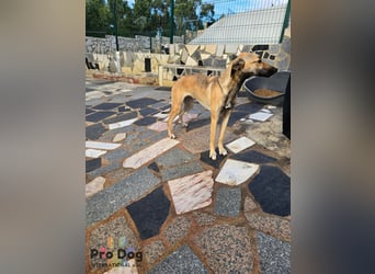 Romy auf Pflegestelle