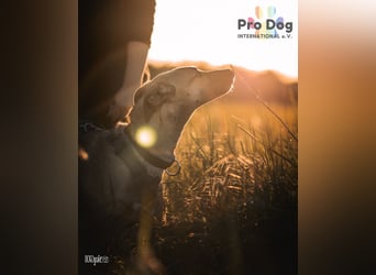 Romy, eine Traumhündin