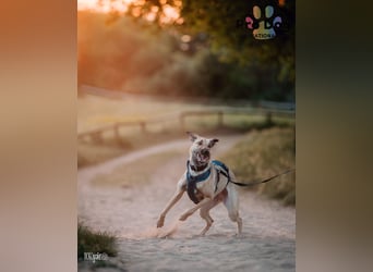 Romy, eine Traumhündin