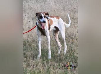 Traumhund Dante sucht neues Zuhause