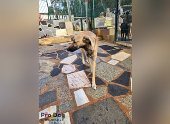 Romy auf Pflegestelle