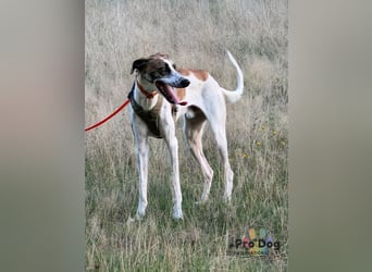 Traumhund Dante sucht neues Zuhause