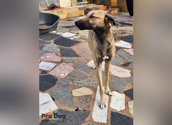 Romy auf Pflegestelle