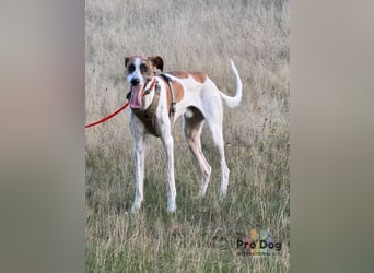 Traumhund Dante sucht neues Zuhause