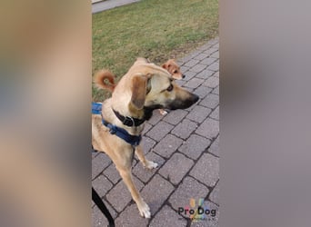 Romy auf Pflegestelle