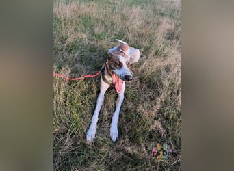 Traumhund Dante sucht neues Zuhause