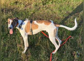 Traumhund Dante sucht neues Zuhause