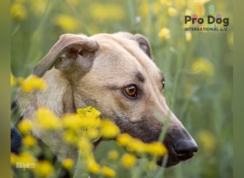 Romy, eine Traumhündin