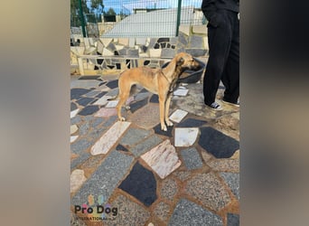 Romy auf Pflegestelle