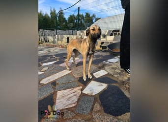 Romy auf Pflegestelle