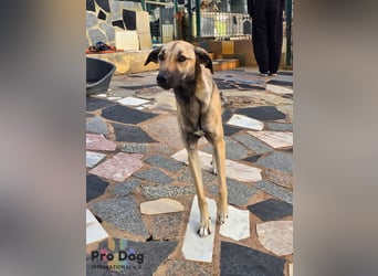 Romy auf Pflegestelle