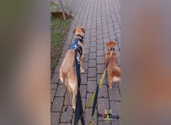 Romy auf Pflegestelle