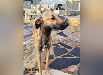 Romy auf Pflegestelle