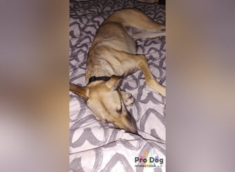 Romy auf Pflegestelle