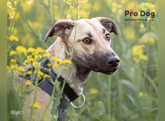 Romy, eine Traumhündin