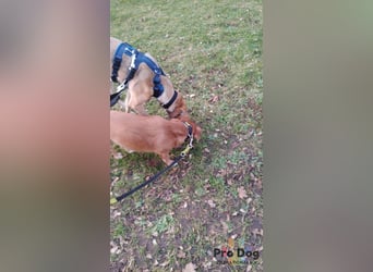 Romy auf Pflegestelle