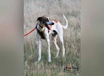 Traumhund Dante sucht neues Zuhause