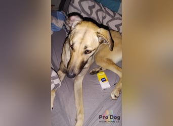 Romy auf Pflegestelle