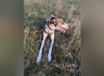 Traumhund Dante sucht neues Zuhause