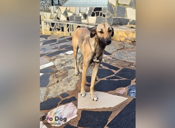 Romy auf Pflegestelle