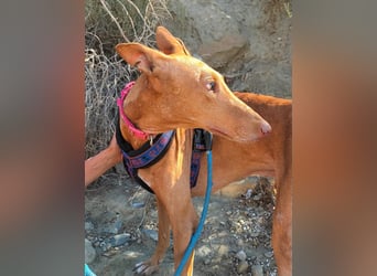 Shabi - Galgo Espanol Mixrüde - zutraulich, familiengeeignet, lernwillig