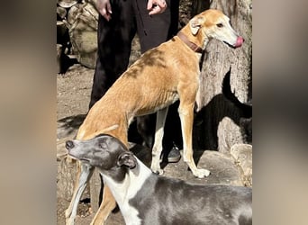 Coin -  Familienhund, freundlich nund verschmust / BEREITS IN DeUTSCHLAND