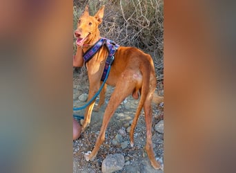 Shabi - Galgo Espanol Mixrüde - zutraulich, familiengeeignet, lernwillig