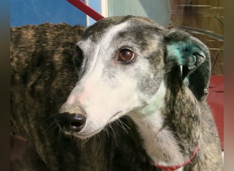 Maggie - zutraulich, elegant und lernwillig