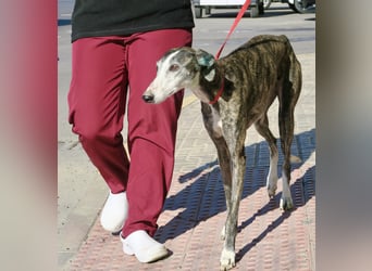 Maggie - zutraulich, elegant und lernwillig