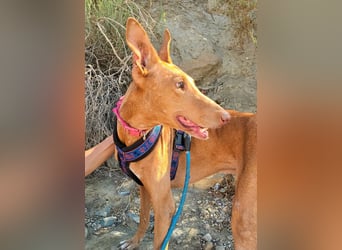 Shabi - Galgo Espanol Mixrüde - zutraulich, familiengeeignet, lernwillig