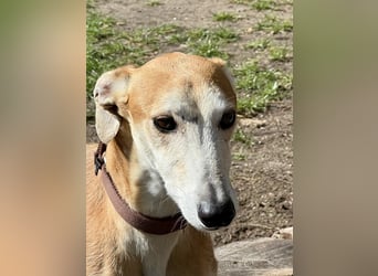 Coin -  Familienhund, freundlich nund verschmust / BEREITS IN DeUTSCHLAND