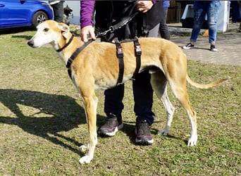 Coin -  Familienhund, freundlich nund verschmust / BEREITS IN DeUTSCHLAND