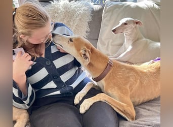 Coin -  Familienhund, freundlich nund verschmust / BEREITS IN DeUTSCHLAND