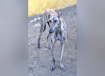 Rayo - elegant, freundlich und menschenbezogen