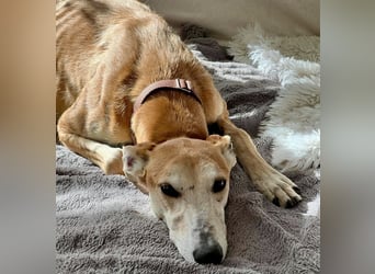 Coin -  Familienhund, freundlich nund verschmust / BEREITS IN DeUTSCHLAND