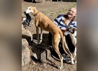 Coin -  Familienhund, freundlich nund verschmust / BEREITS IN DeUTSCHLAND