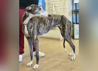 Maggie - zutraulich, elegant und lernwillig