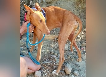 Shabi - Galgo Espanol Mixrüde - zutraulich, familiengeeignet, lernwillig