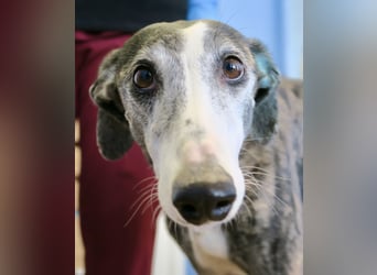 Maggie - zutraulich, elegant und lernwillig