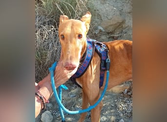 Shabi - Galgo Espanol Mixrüde - zutraulich, familiengeeignet, lernwillig