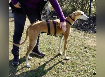 Coin -  Familienhund, freundlich nund verschmust / BEREITS IN DeUTSCHLAND