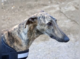 Rayo - elegant, freundlich und menschenbezogen