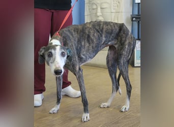 Maggie - zutraulich, elegant und lernwillig