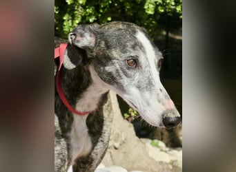 Maggie - zutraulich, elegant und lernwillig