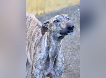 Rayo - elegant, freundlich und menschenbezogen