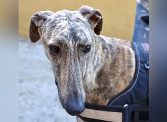 Rayo - elegant, freundlich und menschenbezogen